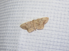 Hypagyrtis
