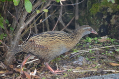 Gallirallus australis australis