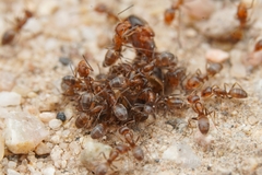 Forelius pruinosus