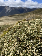 Kelleria croizatii