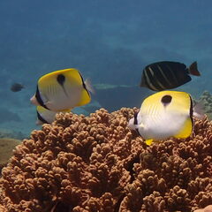 Chaetodon unimaculatus