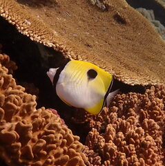 Chaetodon unimaculatus