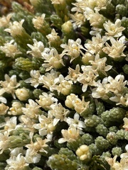 Kelleria croizatii