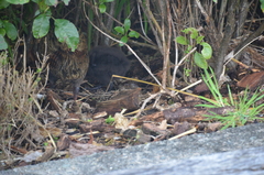 Gallirallus australis australis