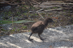 Gallirallus australis australis