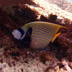 Pomacanthus imperator