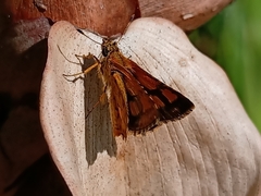 Ampittia dioscorides