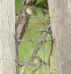 Sporophila nigricollis