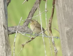 Sporophila nigricollis