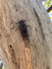 Clinopsalta adelaida