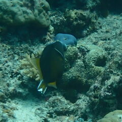Sufflamen chrysopterum