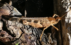 Chortoicetes terminifera