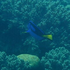 Paracanthurus hepatus