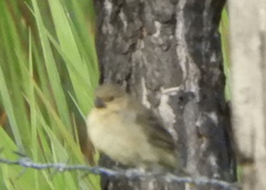 Sporophila nigricollis