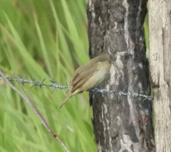 Sporophila nigricollis