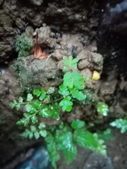 Anogramma leptophylla