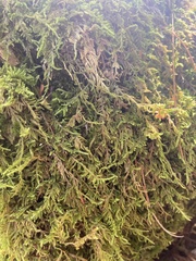 Callicladium imponens