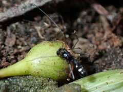 Coleosoma