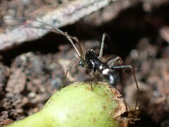 Coleosoma