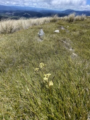 Aciphylla monroi