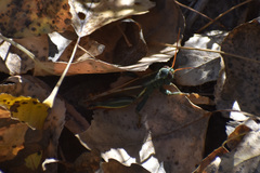 Melanoplus thomasi