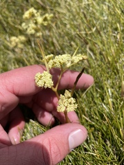 Aciphylla monroi