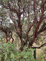 Polylepis quadrijuga