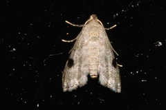 Abablemma brimleyana