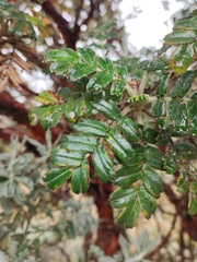 Polylepis quadrijuga