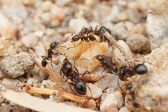 Pheidole