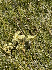 Aciphylla monroi