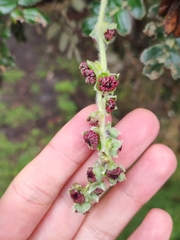 Polylepis quadrijuga