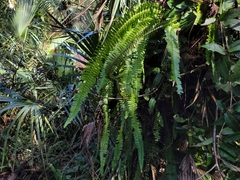 Nephrolepis exaltata