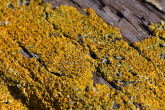 Xanthoria parietina