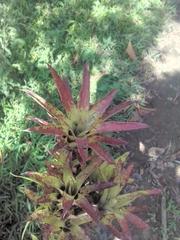 Tillandsia complanata