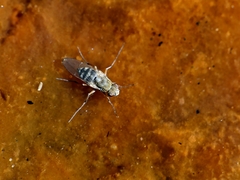 Brachydeutera sydneyensis