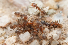 Pheidole
