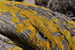 Xanthoria parietina