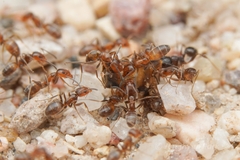 Pheidole