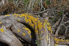 Xanthoria parietina