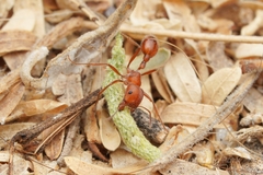 Pogonomyrmex maricopa