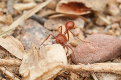 Pogonomyrmex maricopa
