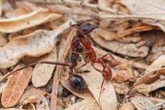 Pogonomyrmex maricopa