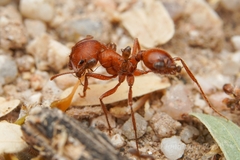 Pogonomyrmex maricopa