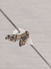 Dioxyna picciola