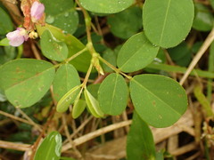 Grona heterocarpos