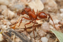 Pogonomyrmex maricopa