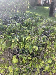 Polyscias guilfoylei