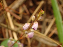 Grona heterocarpos