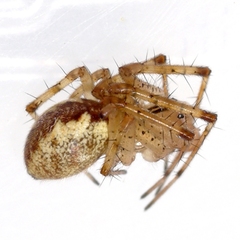 Pityohyphantes